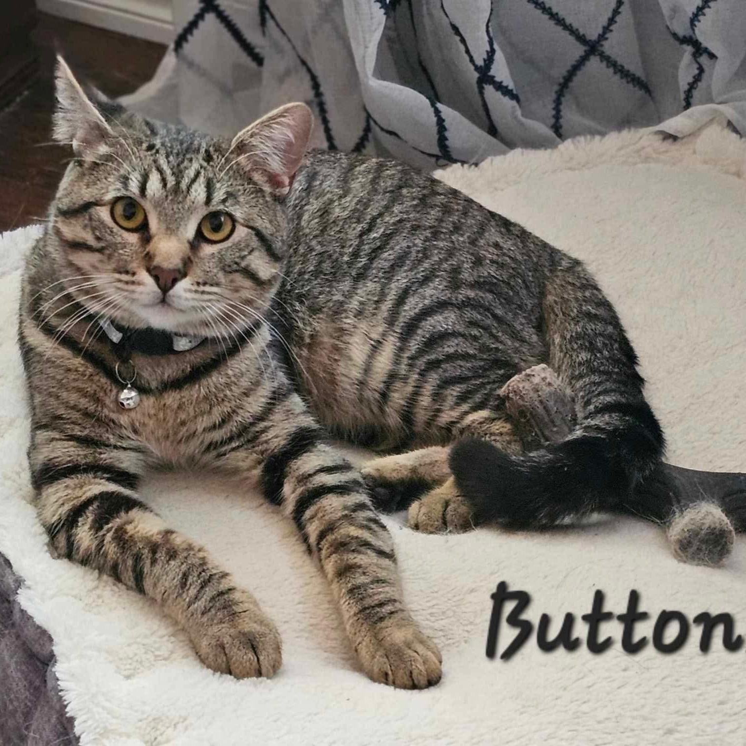 Buttons photo 5