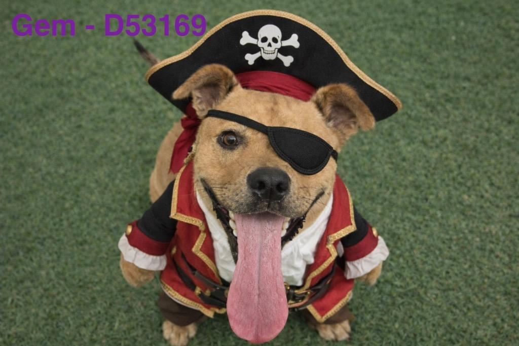 Gem, Adoptable, Adult Female Mixed Breed.