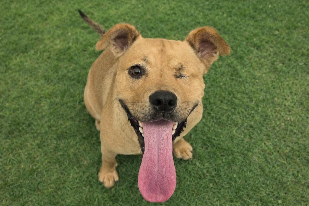 Enlarge Gem, a Adoptable Mixed Breed in Clarksville, TN image 2/2