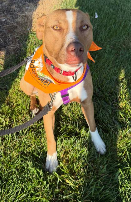 Avery, Adoptable, Young Female Hound & Mixed Breed.