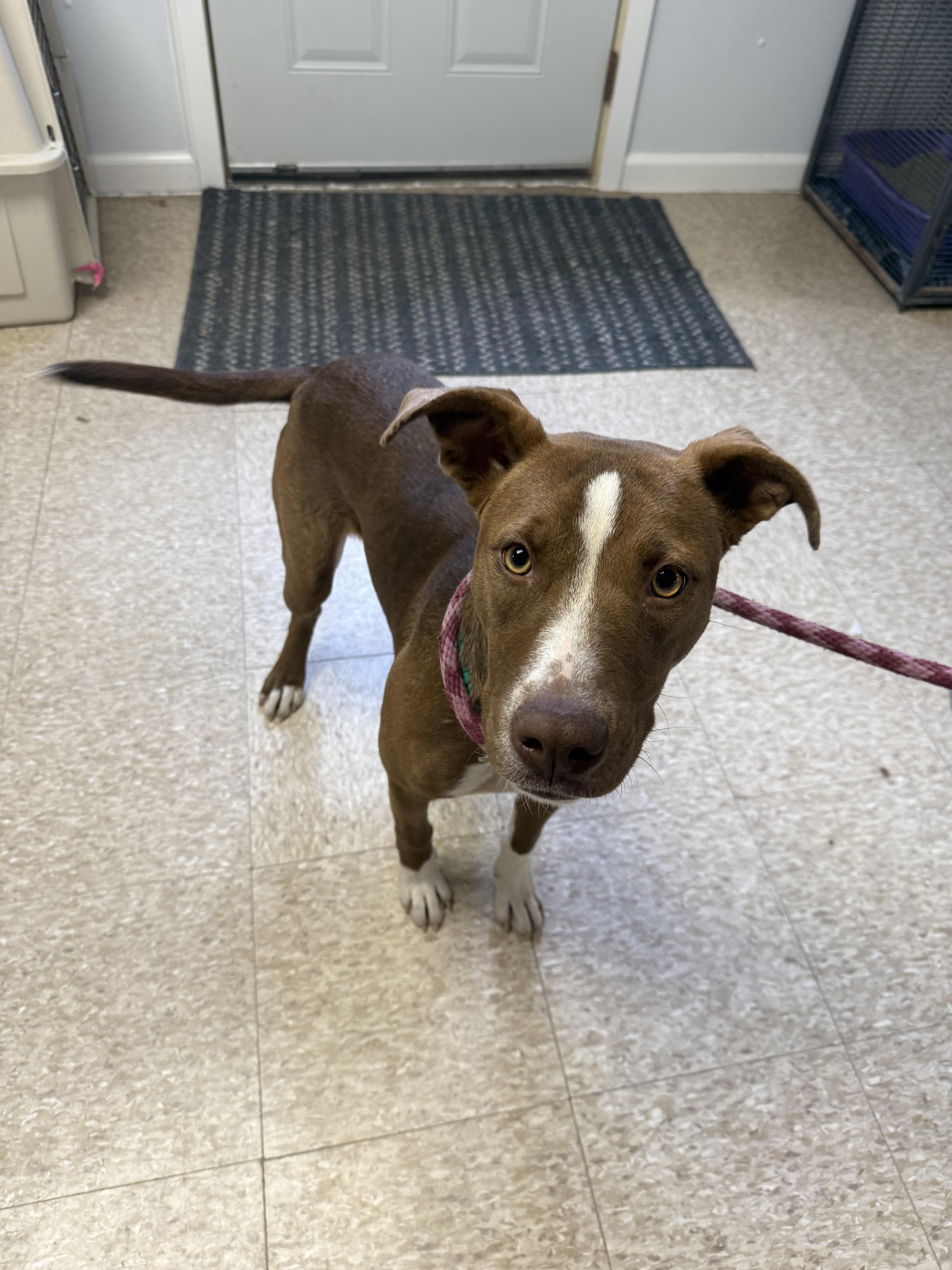Enlarge Avery, a Adoptable mixed breed in St. Anne, IL image 1/2