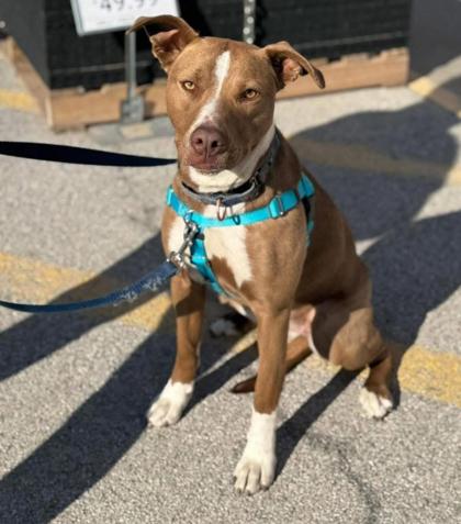 Enlarge Avery, a Adoptable mixed breed in St. Anne, IL image 3/3