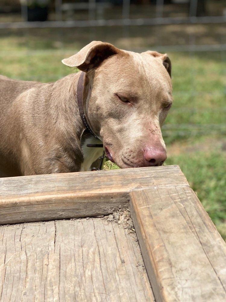 Enlarge Hunter (JP), a Adoptable mixed breed in Dallas, TX image 1/5