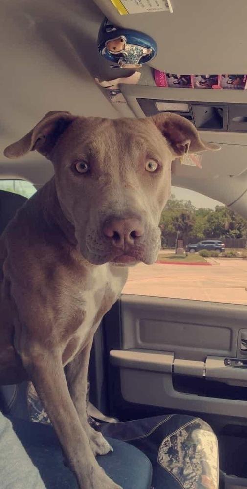 Enlarge Hunter (JP), a Adoptable mixed breed in Dallas, TX image 2/5