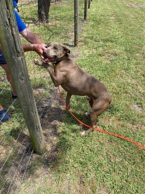 Enlarge Hunter (JP), a Adoptable mixed breed in Dallas, TX image 3/5