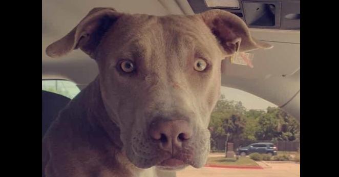 Enlarge Hunter (JP), a Adoptable mixed breed in Dallas, TX image 4/5