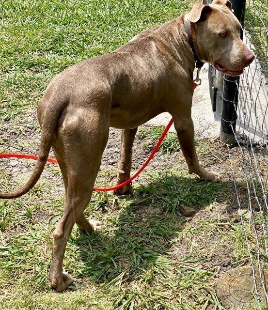Enlarge Hunter (JP), a Adoptable mixed breed in Dallas, TX image 5/5