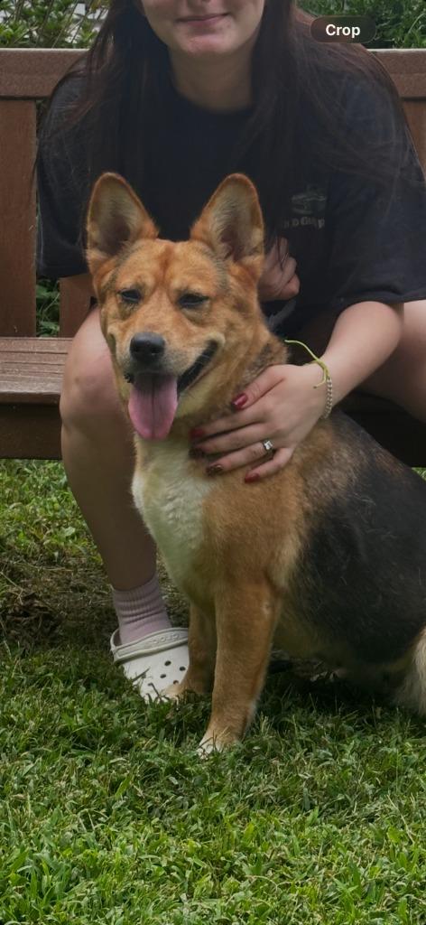 Sunny, Adoptable, Young Female Corgi & German Shepherd Dog.