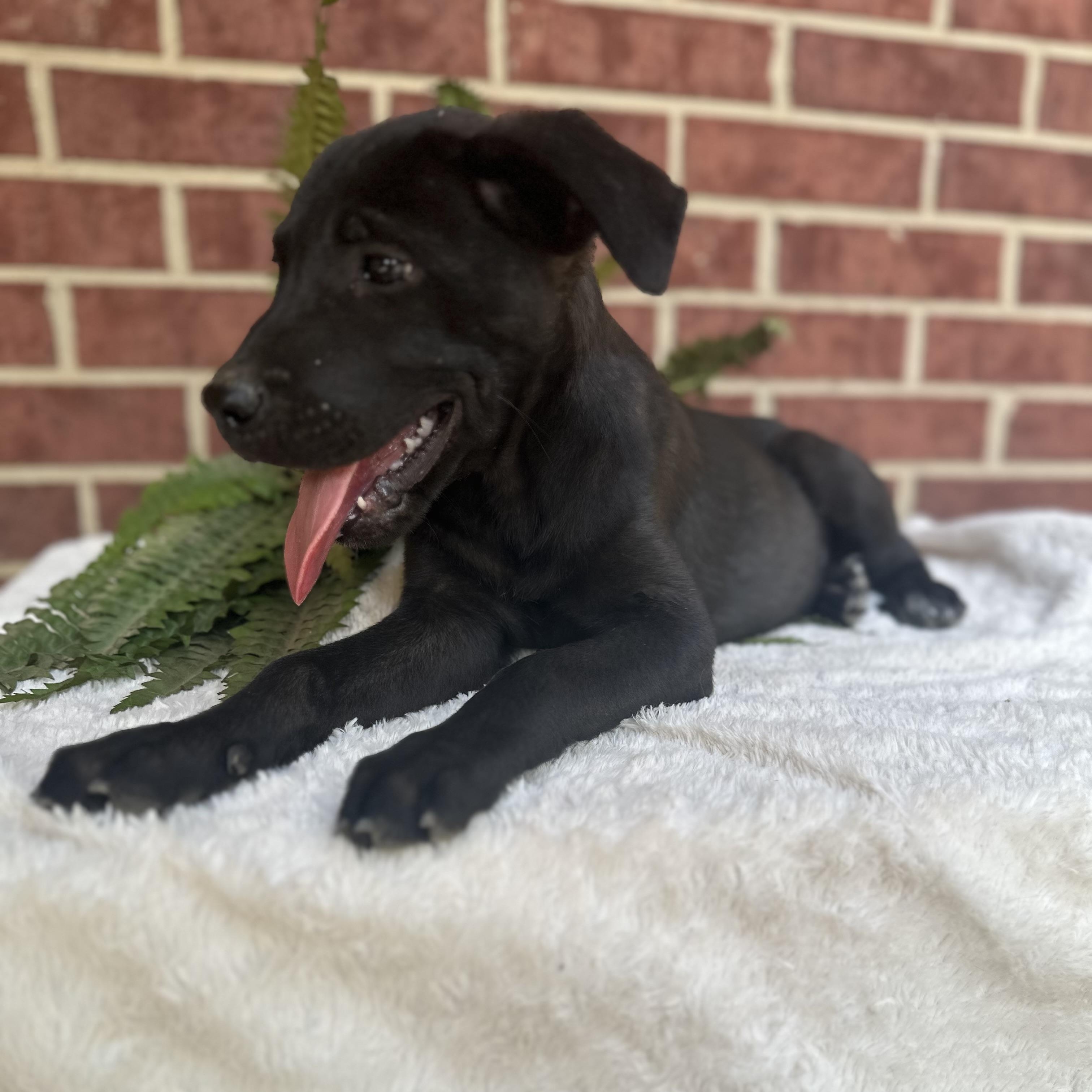 Dog for adoption - Dez, a Labrador Retriever & Pit Bull Terrier Mix in ...