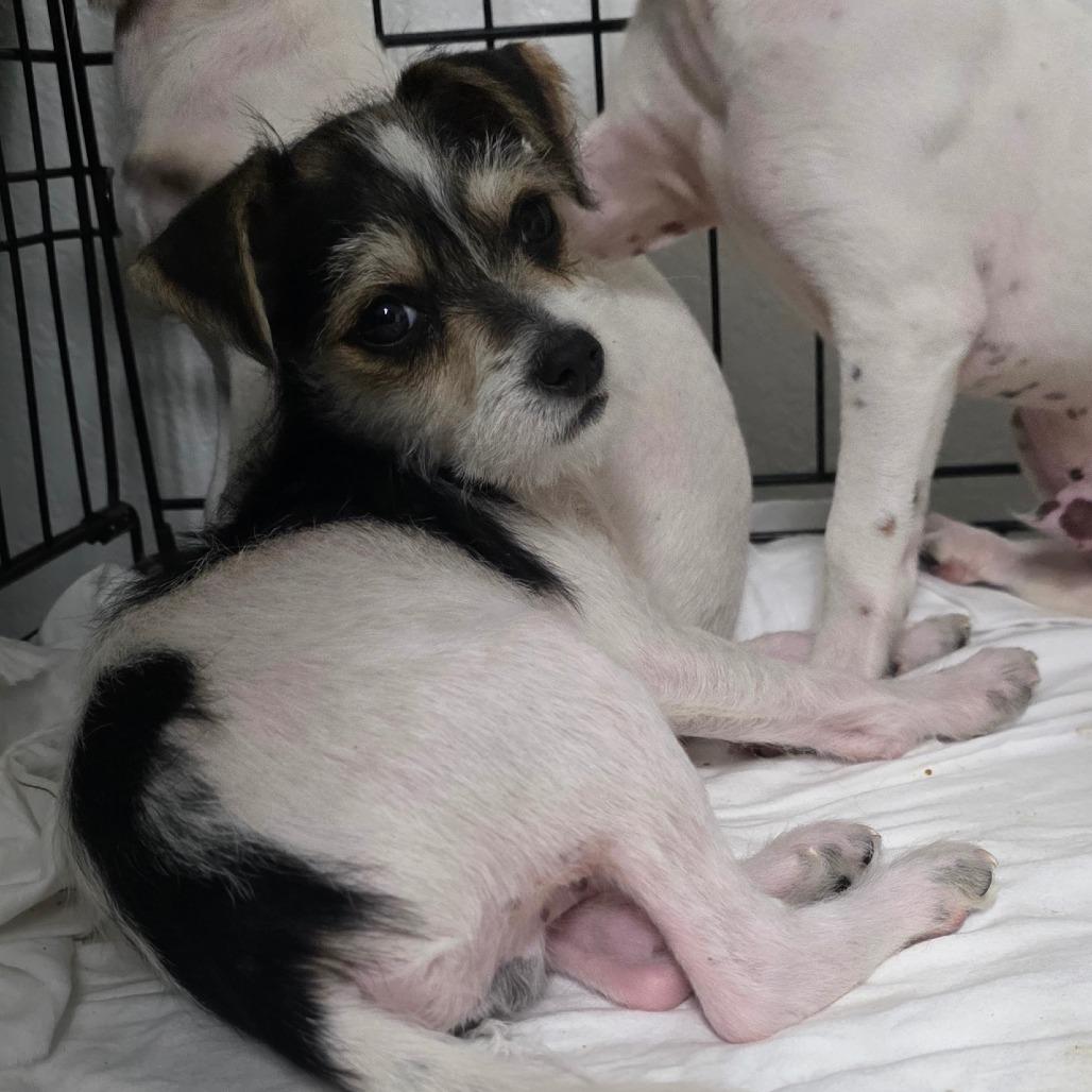 Daffy, a Adoptable mixed breed in Goltry, OK image 1/6