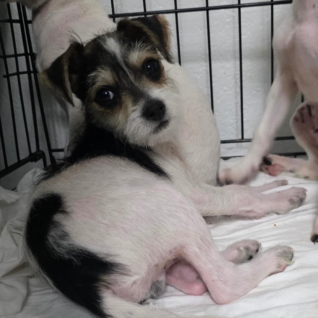 Daffy, a Adoptable mixed breed in Goltry, OK image 2/6