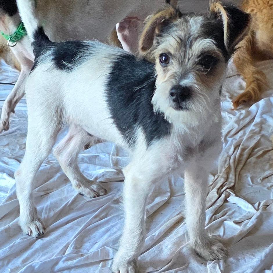 Daffy, a Adoptable mixed breed in Goltry, OK image 3/6