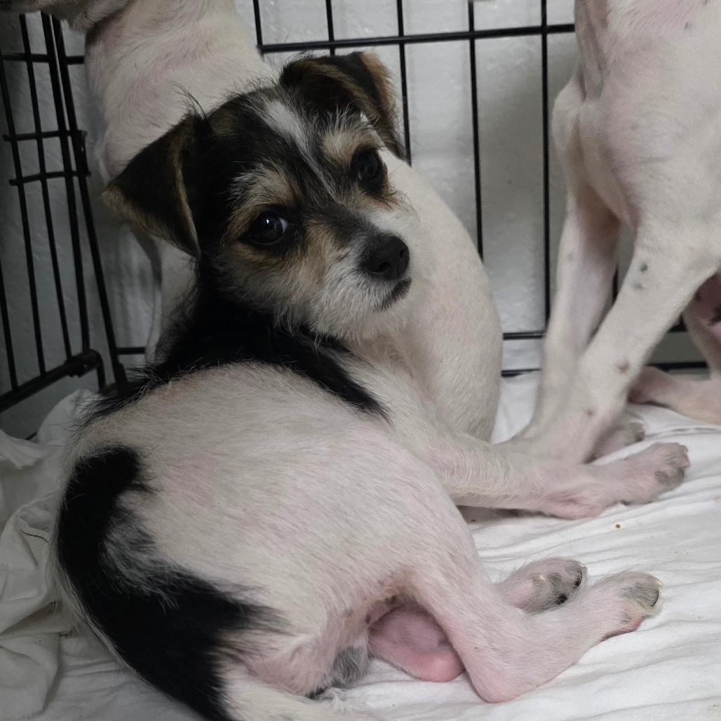 Daffy, a Adoptable mixed breed in Goltry, OK image 4/6