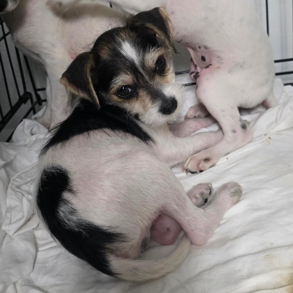 Daffy, a Adoptable mixed breed in Goltry, OK image 5/6