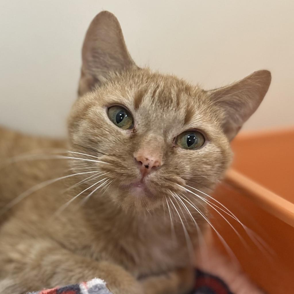 America — thumbnail 2