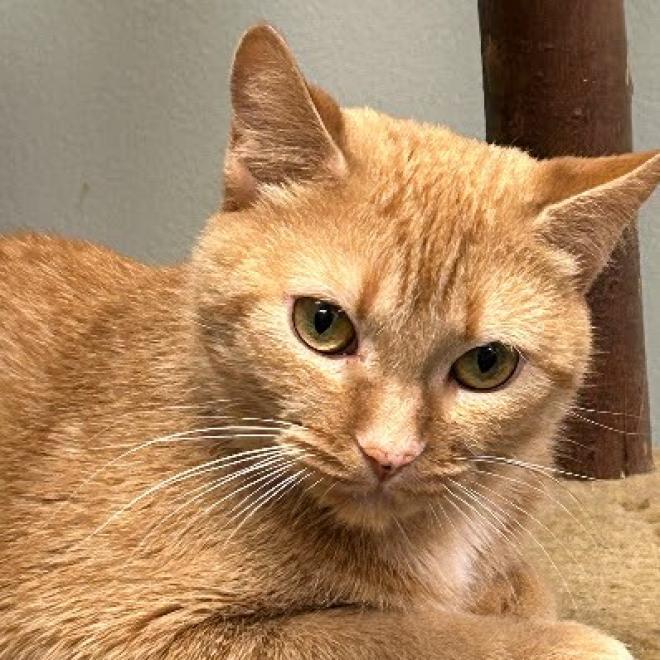 America — thumbnail 3