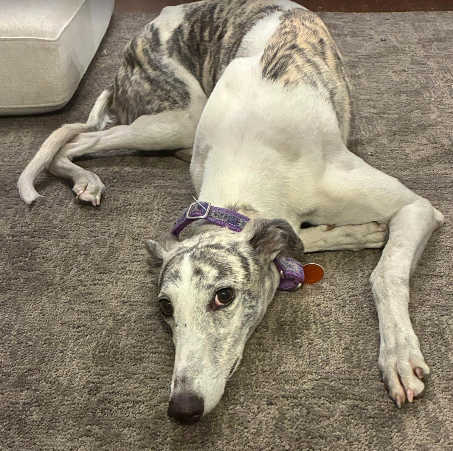 Tara, Adoptable, Adult Female Greyhound.