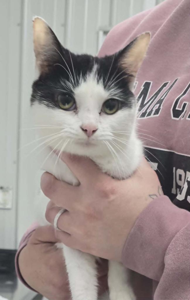 Enlarge Tic Tac, a Adoptable mixed breed in Hillsdale, IN image 1/1