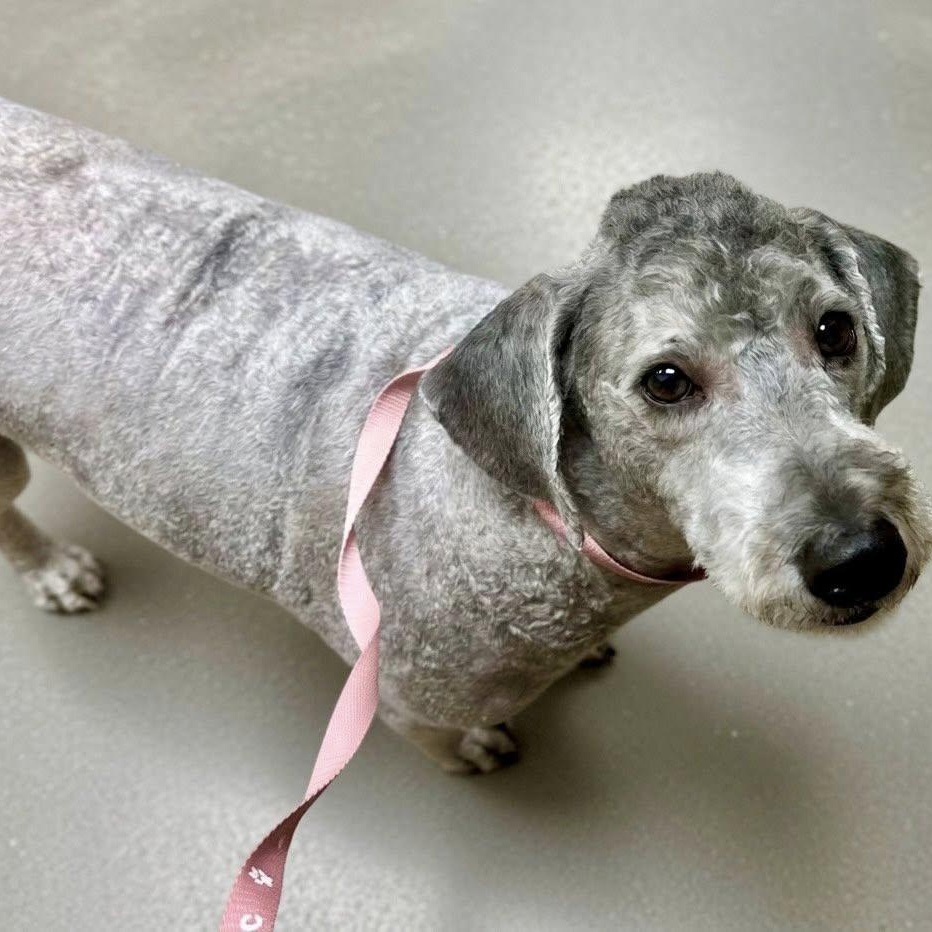 Murphy, an adopted Labradoodle in Effingham, IL image 1/3