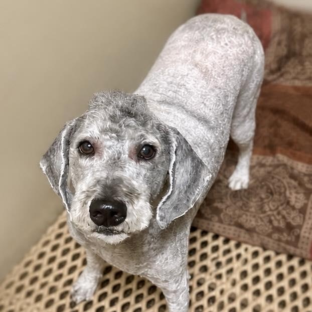 Murphy, an adopted Labradoodle in Effingham, IL image 2/3