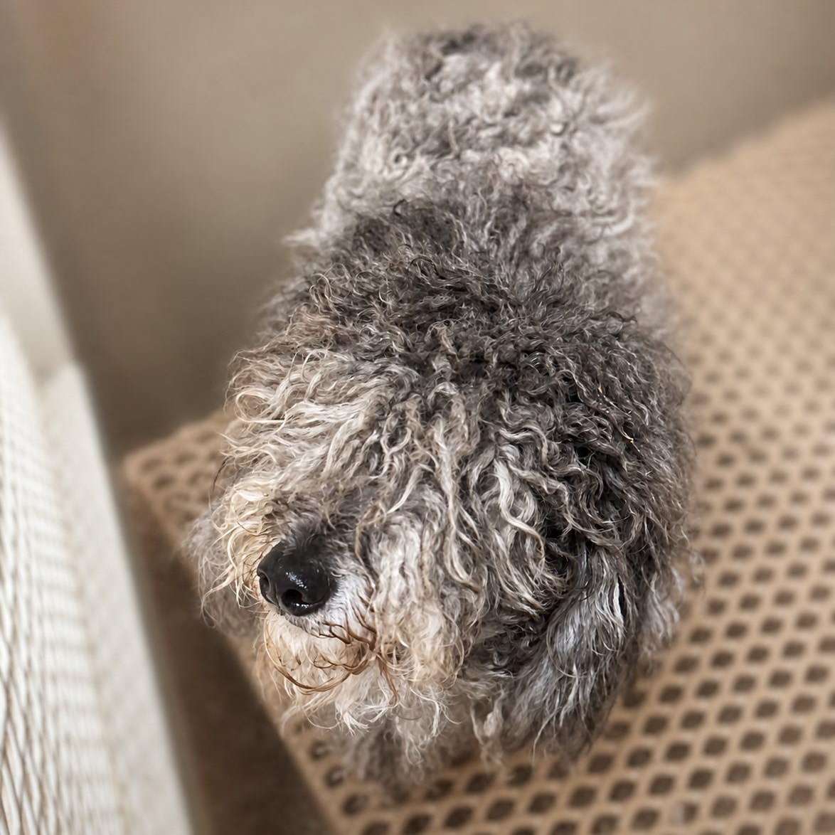Murphy, an adopted Labradoodle in Effingham, IL image 3/3