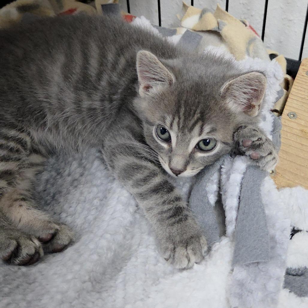 Chase (brown), Adoptable, Kitten Male Domestic Short Hair.