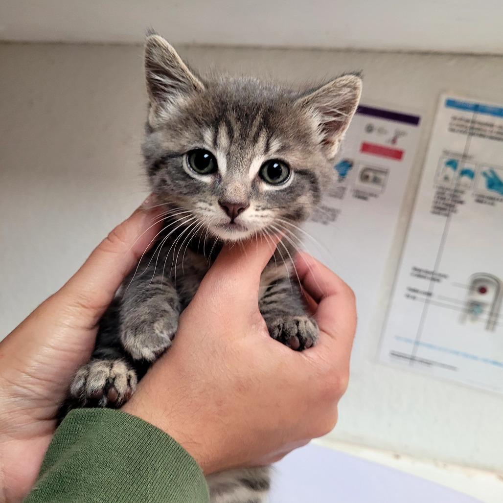 Chase (brown), a Adoptable Domestic Short Hair in Allyn, WA image 2/2