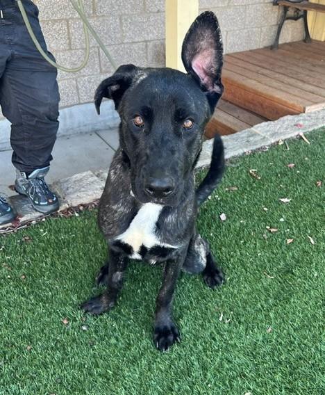 Raisin, Adoptable, Young Male Plott Hound & Labrador Retriever.