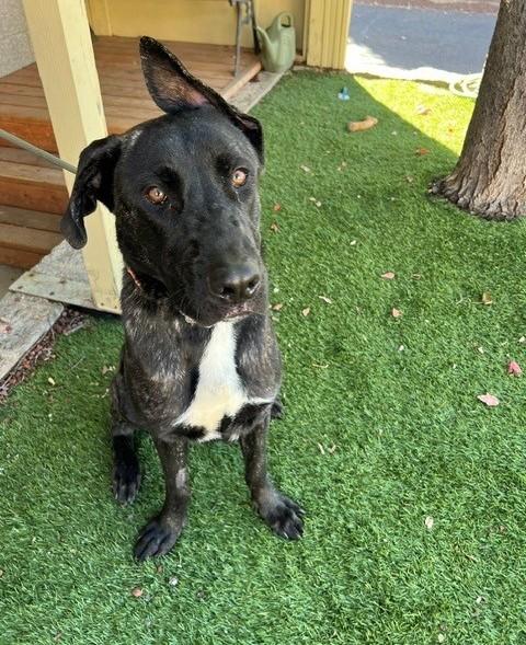 Enlarge Raisin, a Adoptable mixed breed in Phoenix, OR image 2/6
