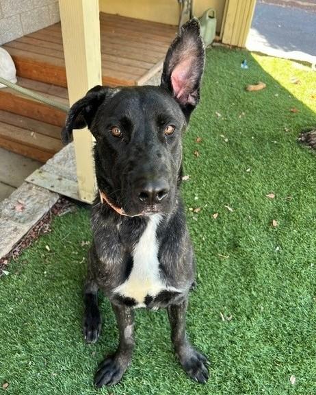 Enlarge Raisin, a Adoptable mixed breed in Phoenix, OR image 5/6