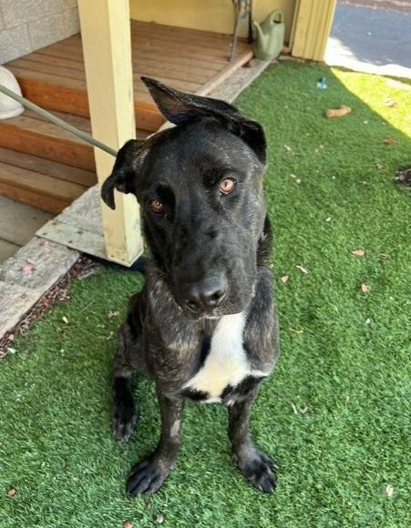 Enlarge Raisin, a Adoptable mixed breed in Phoenix, OR image 3/6