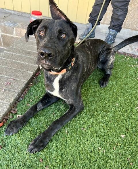 Enlarge Raisin, a Adoptable mixed breed in Phoenix, OR image 6/6