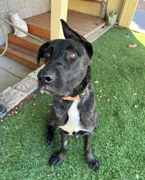 Enlarge Raisin, a Adoptable mixed breed in Phoenix, OR image 4/6