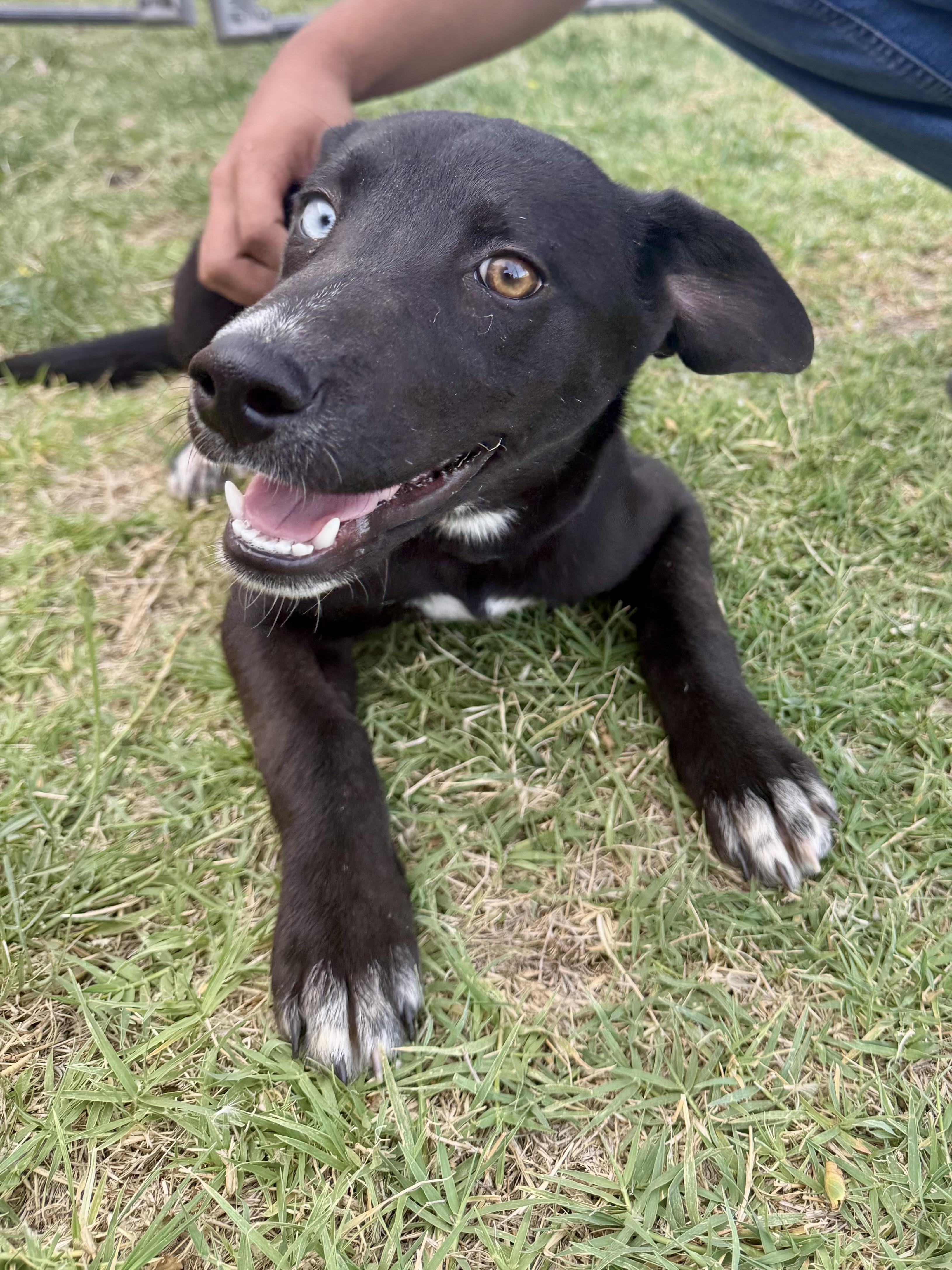 Enlarge Layla, a Adoptable mixed breed in Waco, TX image 4/6