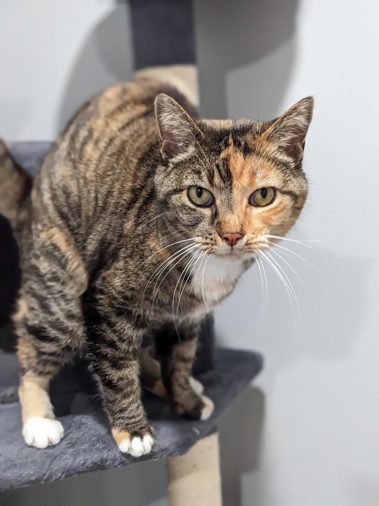 Felicity, Adoptable, Adult Female Domestic Short Hair.