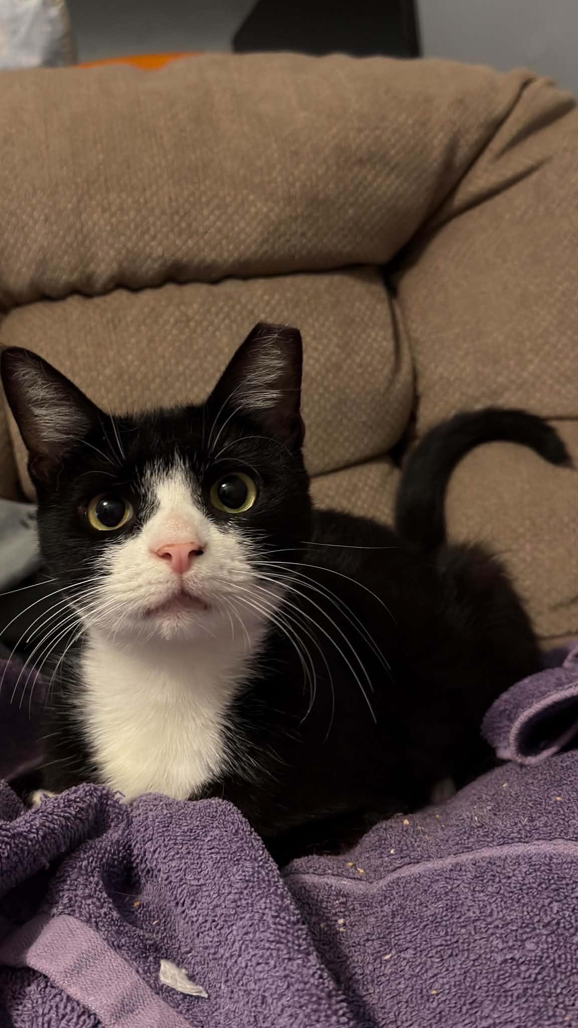 Enlarge Maisie, a Adoptable Domestic Short Hair in Manchester, MD image 4/6