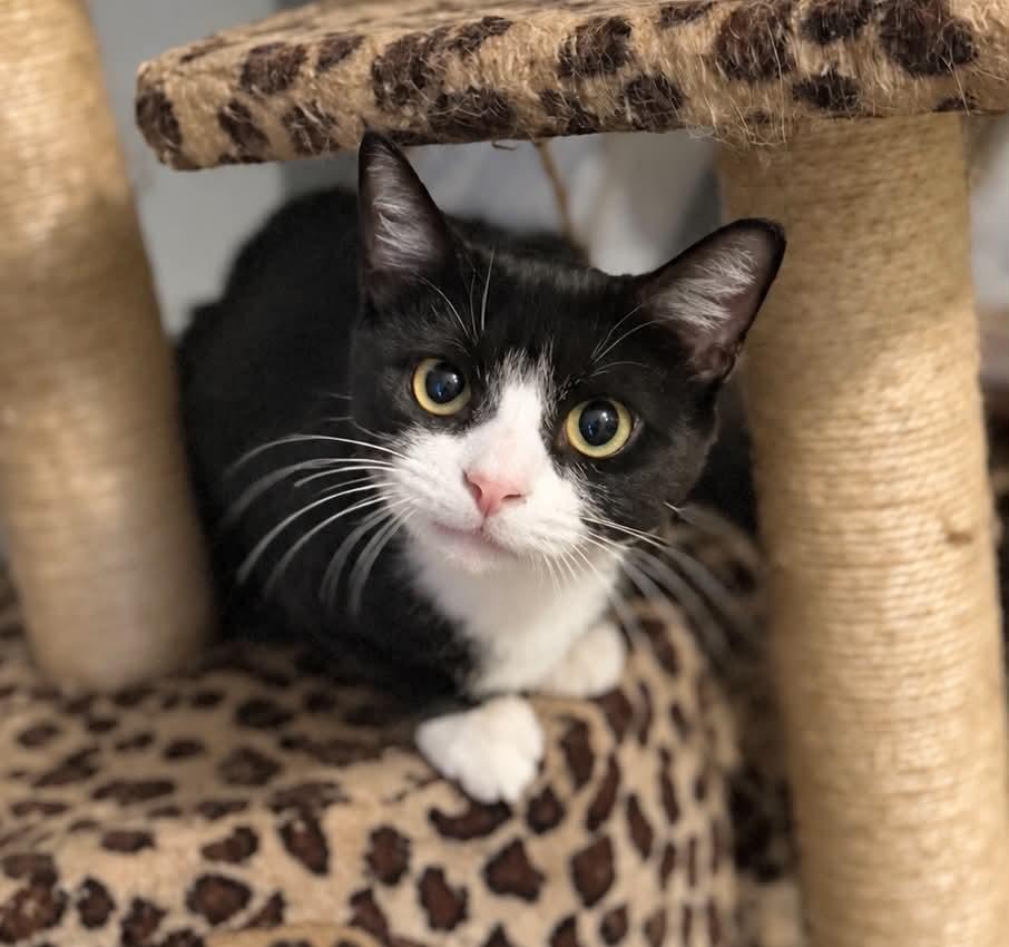 Enlarge Maisie, a Adoptable Domestic Short Hair in Manchester, MD image 5/6