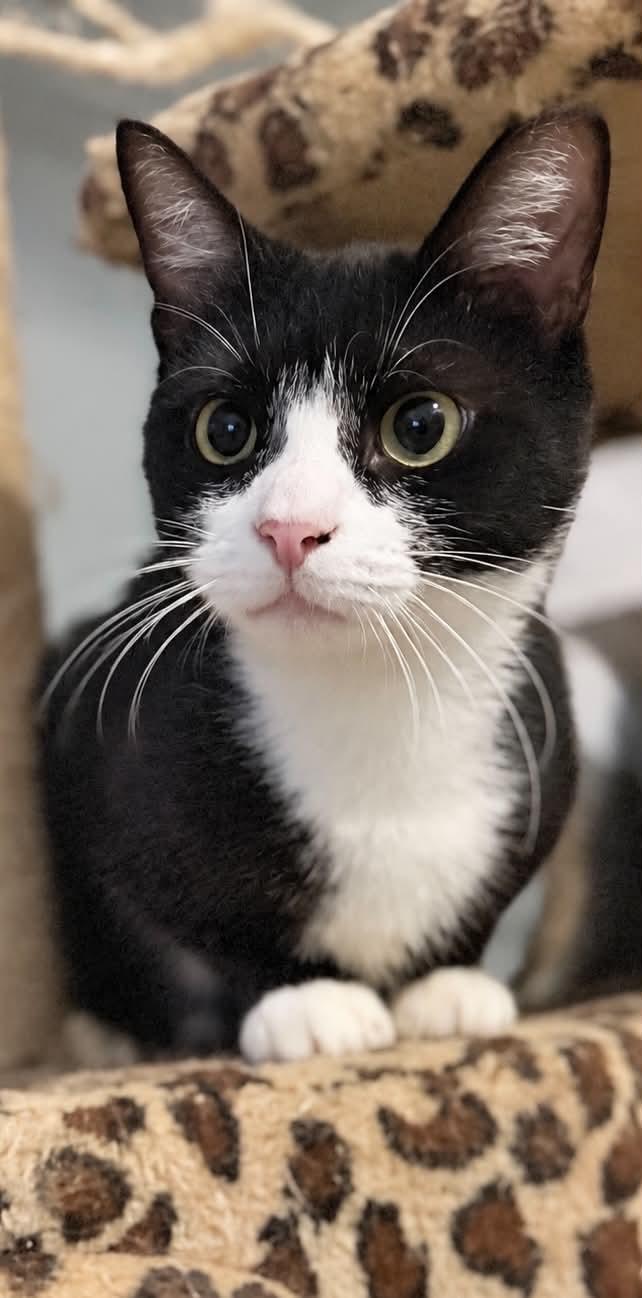 Enlarge Maisie, a Adoptable Domestic Short Hair in Manchester, MD image 3/6
