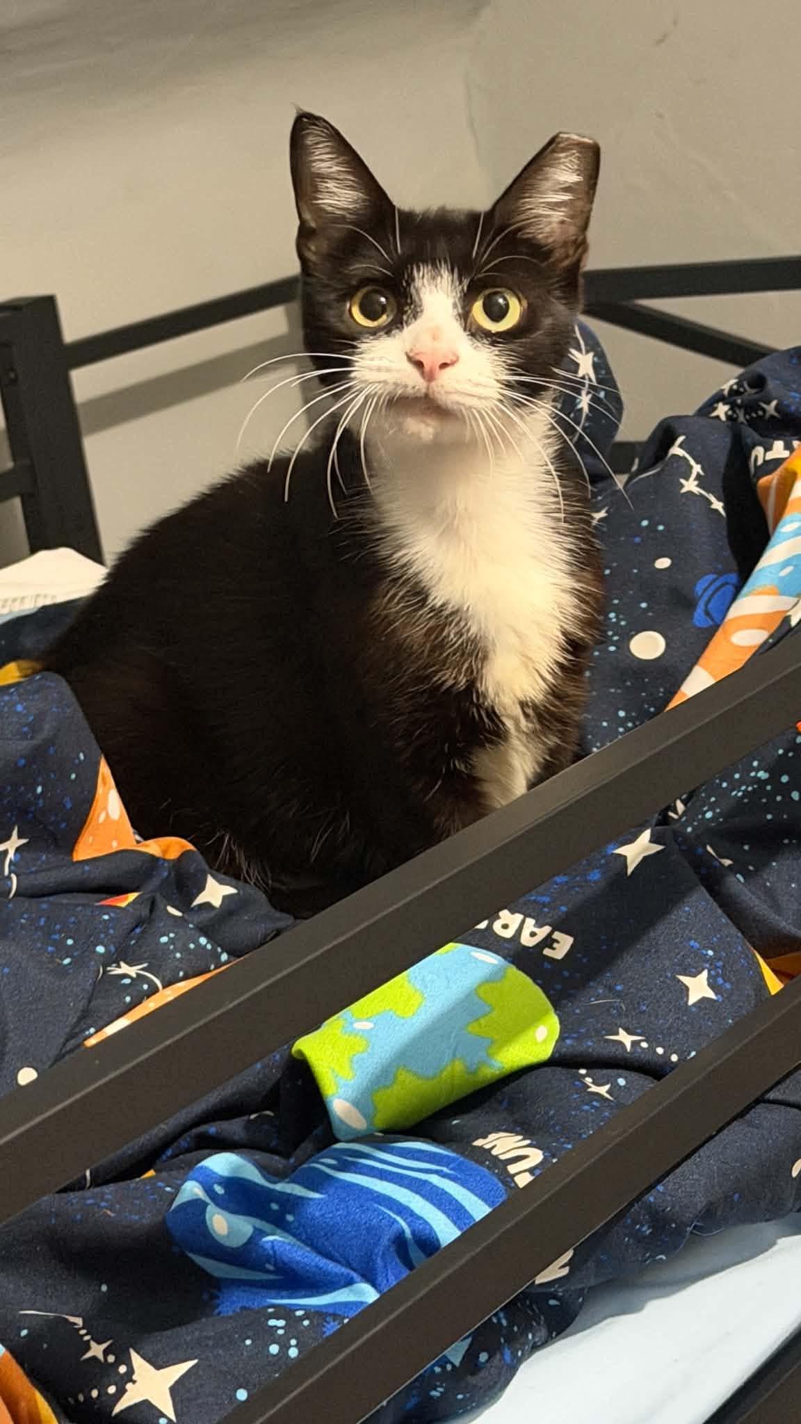 Enlarge Maisie, a Adoptable Domestic Short Hair in Manchester, MD image 2/6