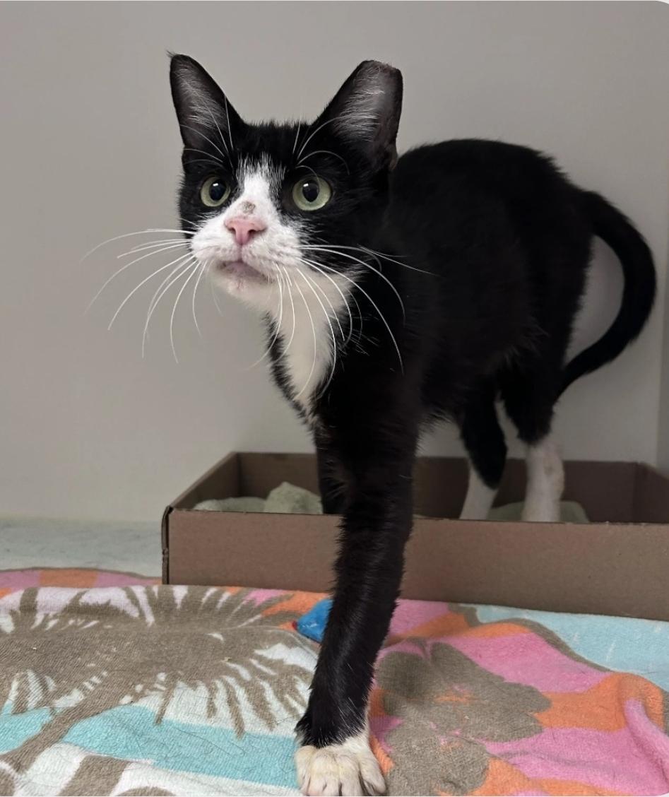Enlarge Maisie, a Adoptable Domestic Short Hair in Manchester, MD image 1/6