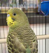 Rio is truly a STAR!! , Adoptable, Young Male Parakeet (Other).