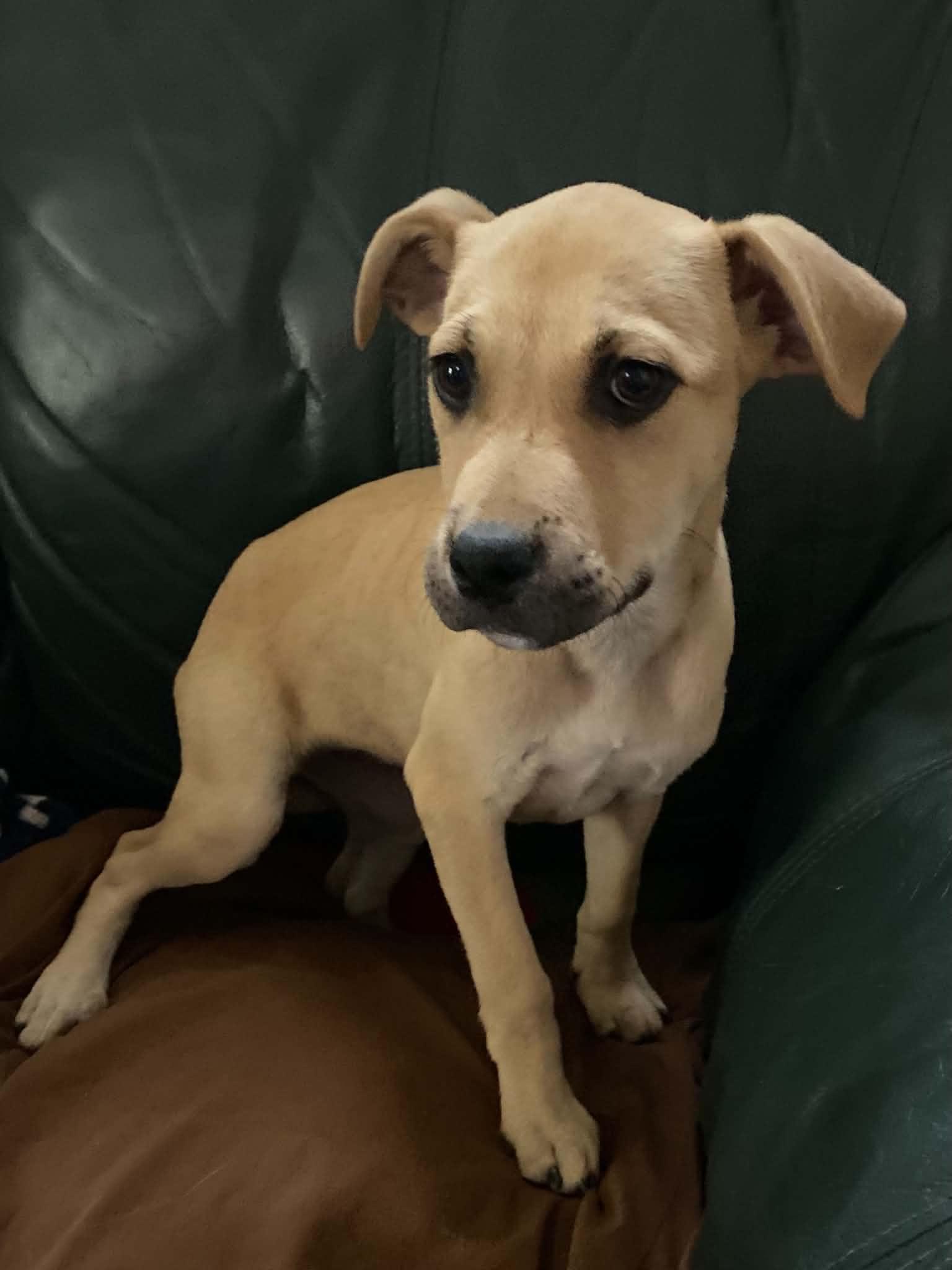 Bella - Twilight Litter, an adopted mixed breed in Sheboygan, WI image 3/3