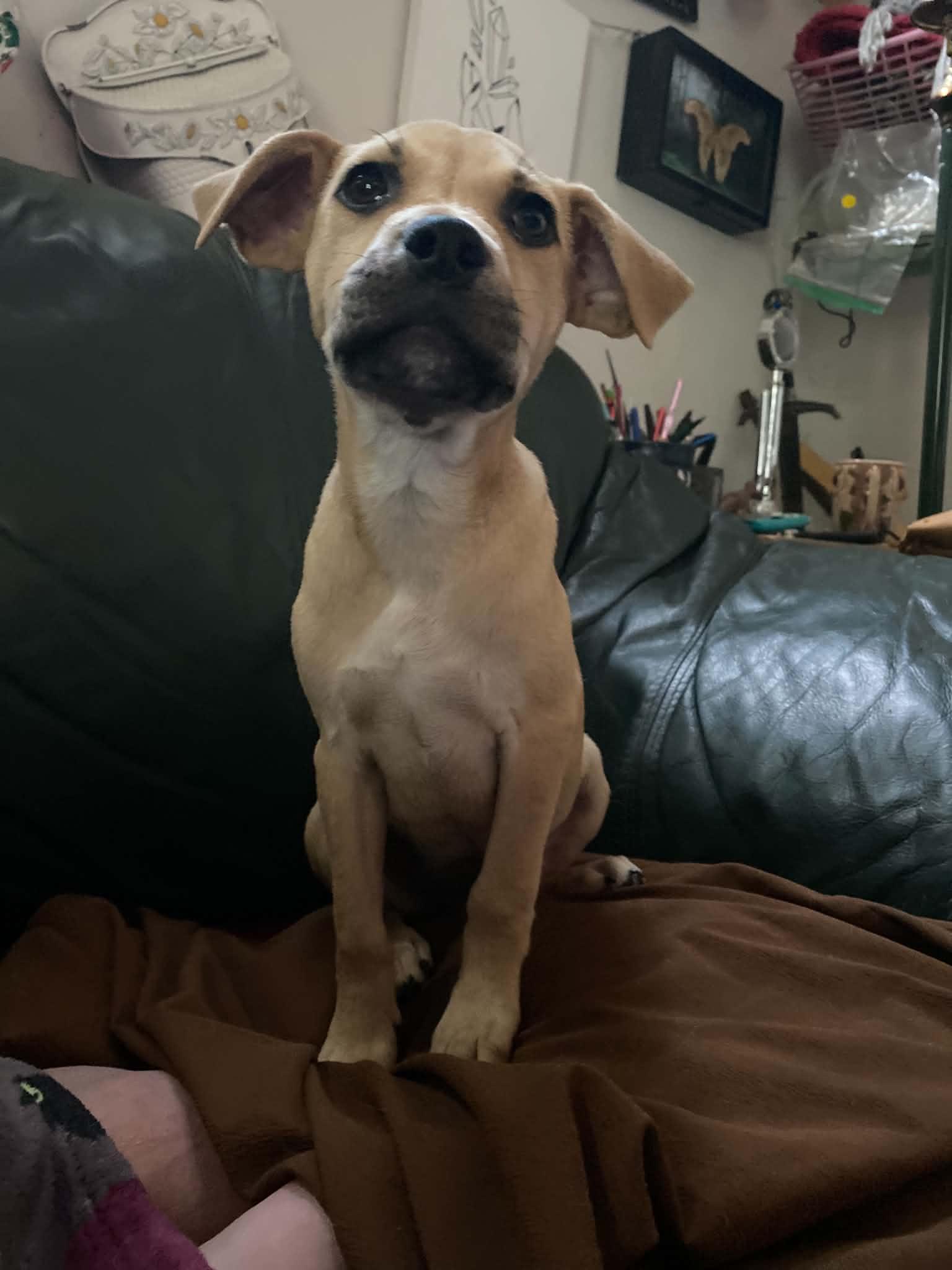 Bella - Twilight Litter, an adopted mixed breed in Sheboygan, WI image 2/3