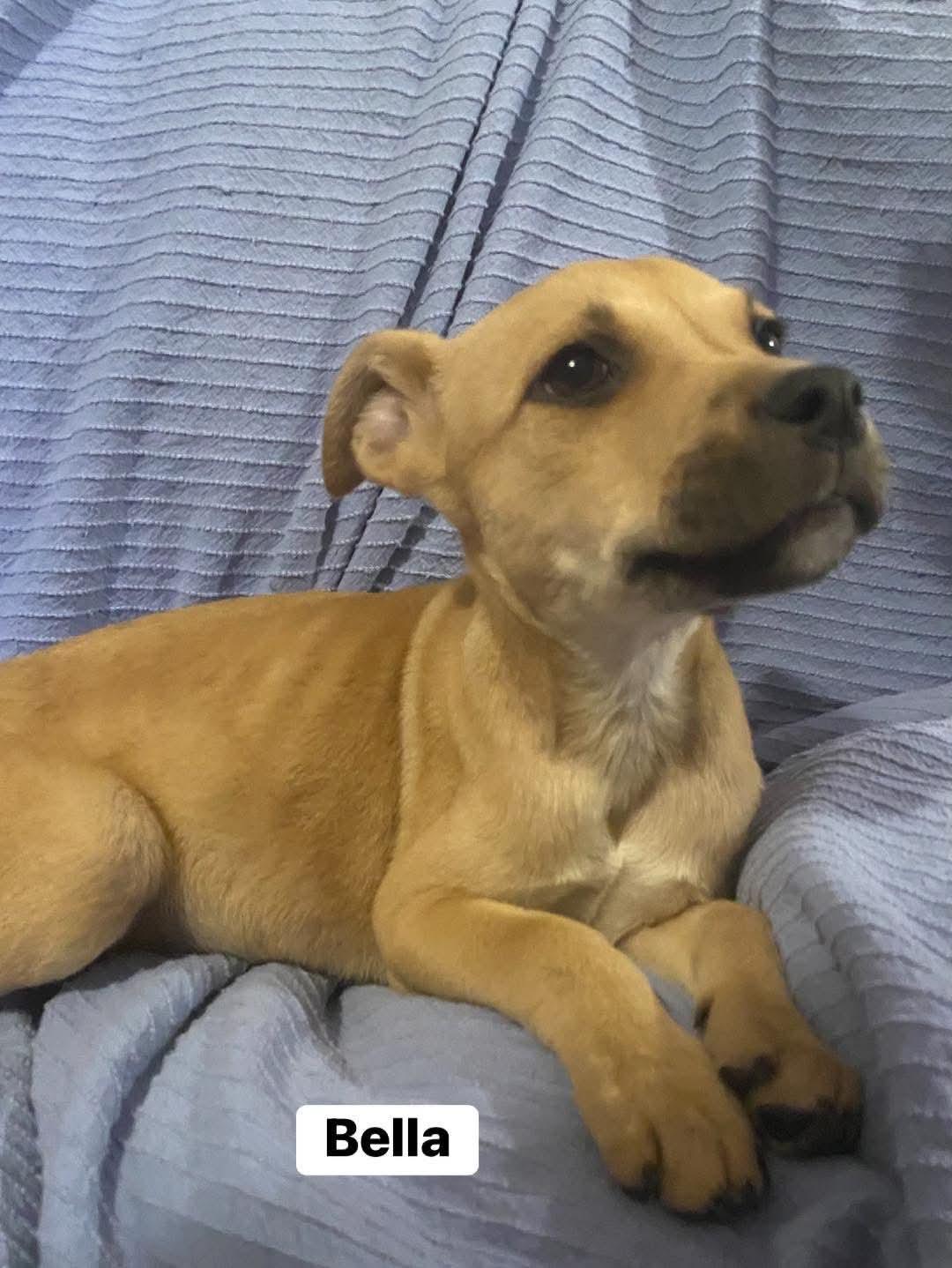 Bella - Twilight Litter, adopted, Young Female Hound.