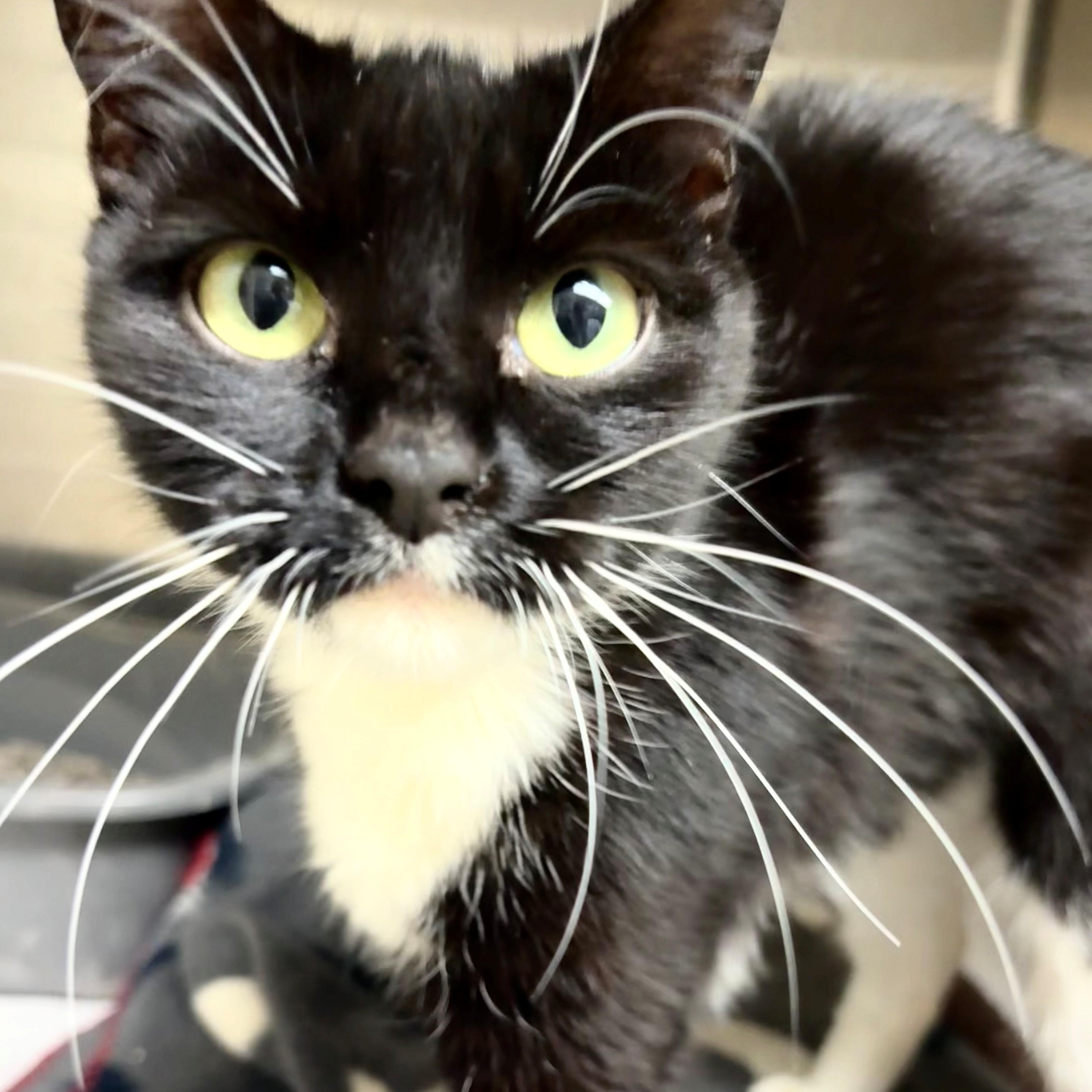 Enlarge Sardine- #51162, a ADOPTABLE Domestic Short Hair in Columbia, MD image 2/3
