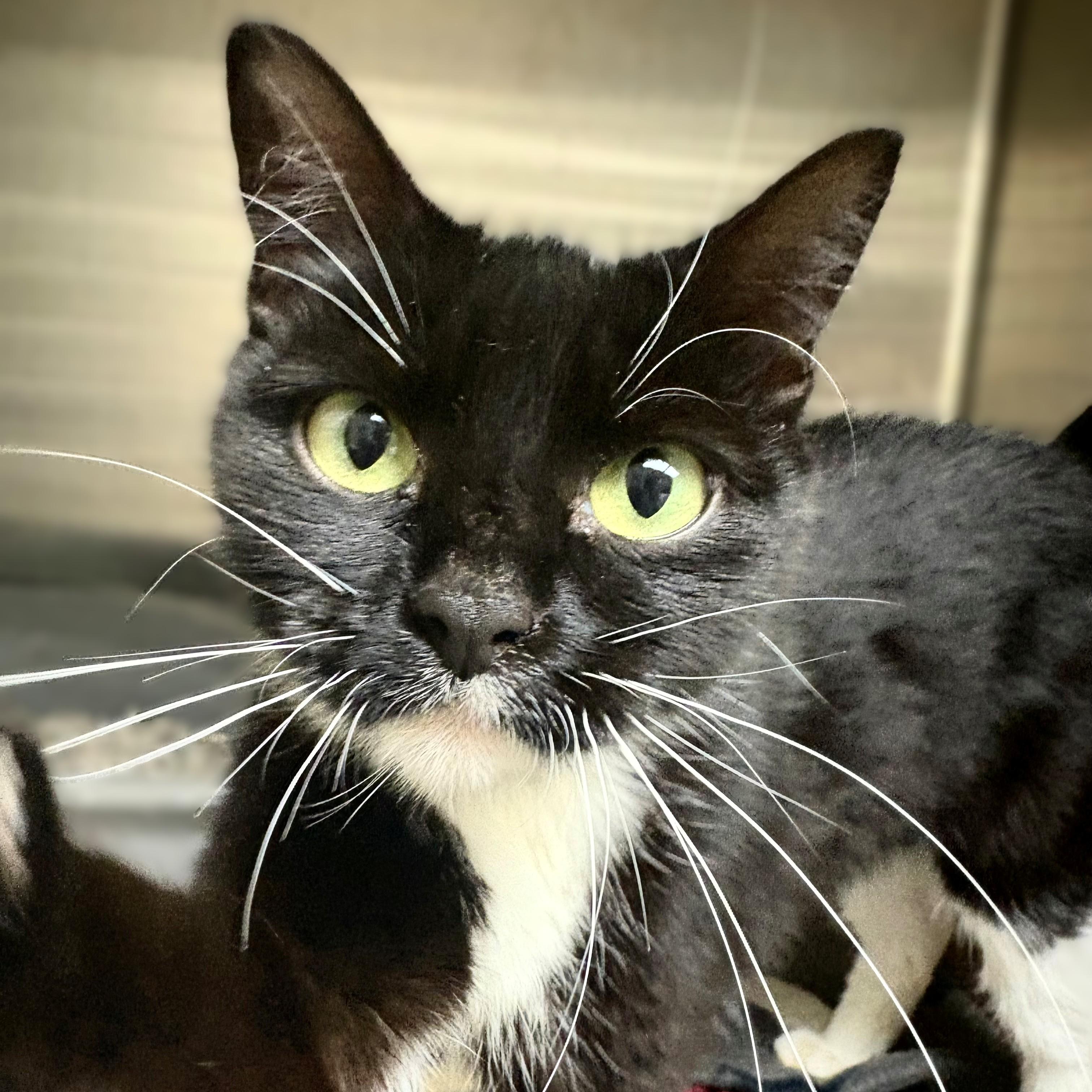 Enlarge Sardine- #51162, a ADOPTABLE Domestic Short Hair in Columbia, MD image 1/3