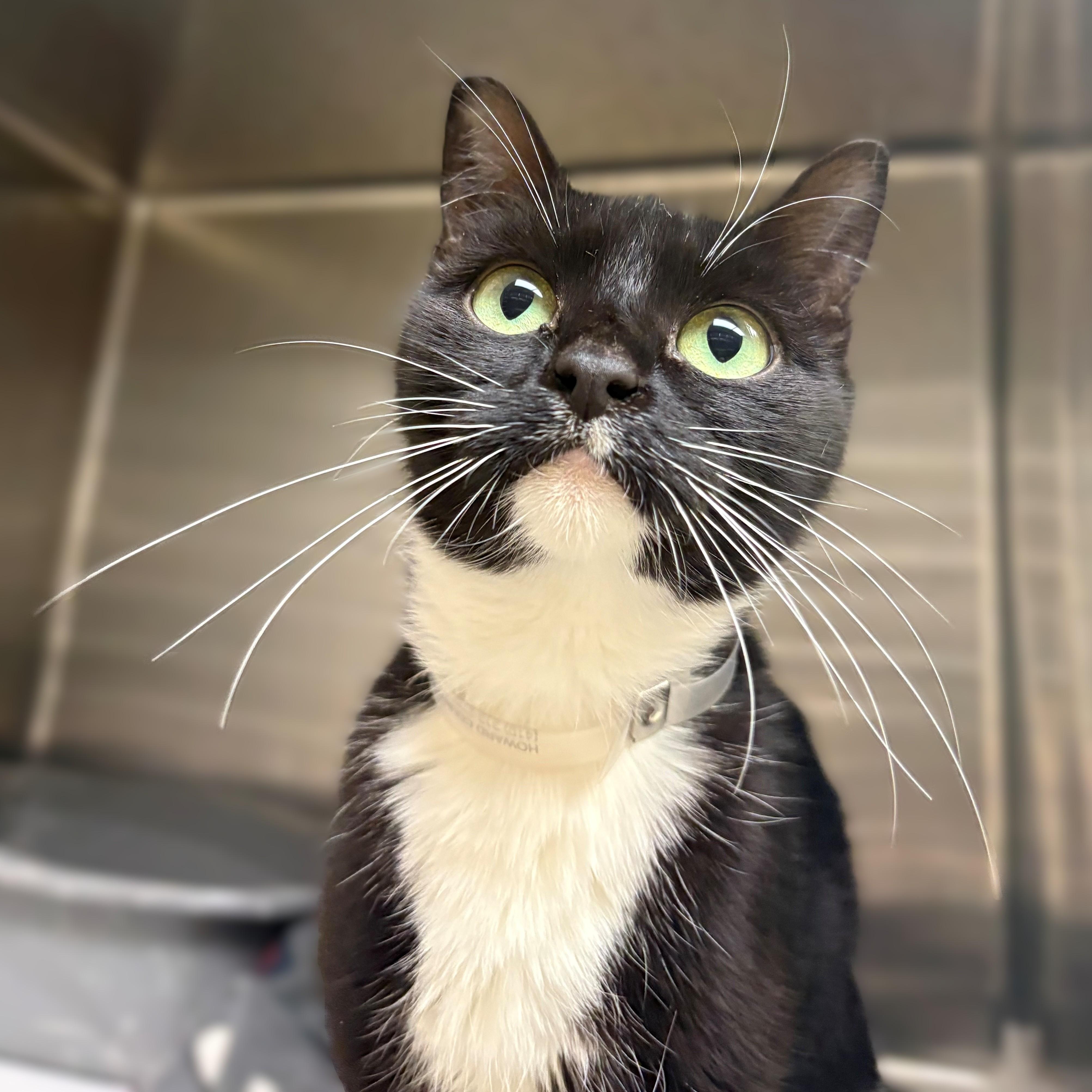 Enlarge Sardine- #51162, a ADOPTABLE Domestic Short Hair in Columbia, MD image 3/3