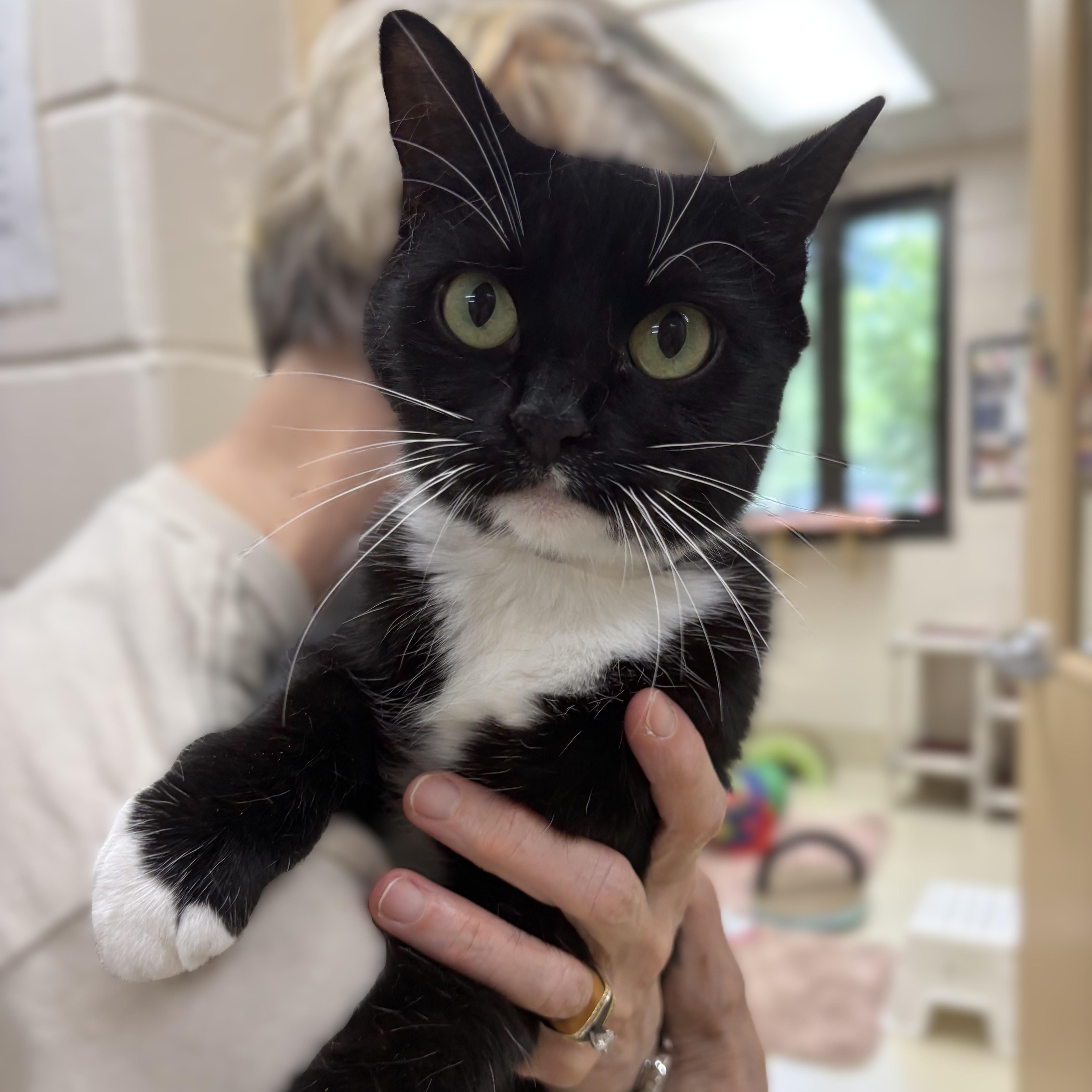 Sardine- #51162, ADOPTABLE, Adult Female Domestic Short Hair.