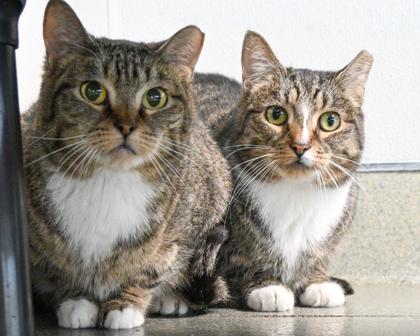Lily, Adoptable, Adult Female Domestic Short Hair.