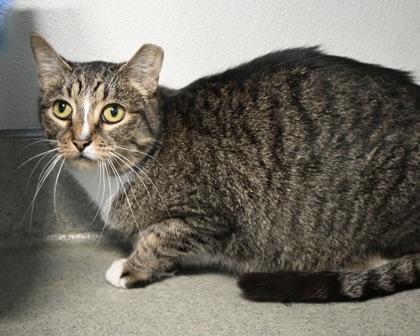 Lily, a Adoptable Domestic Short Hair in West Seneca, NY image 3/3